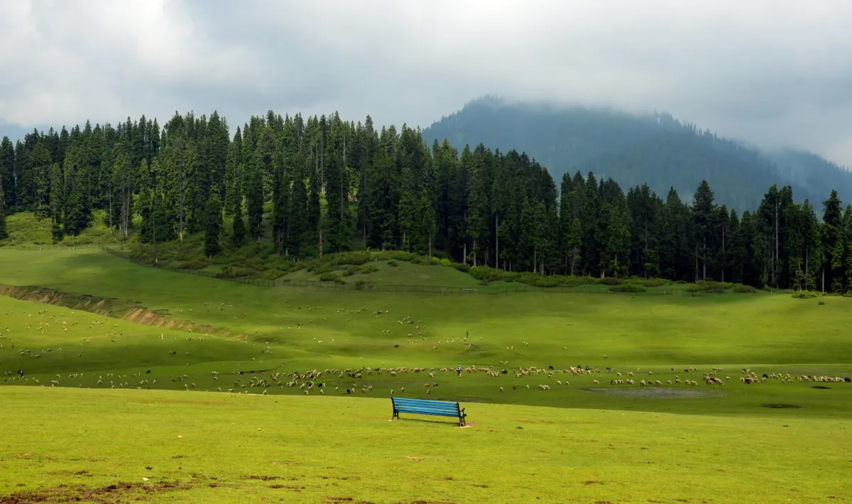 Meadow
