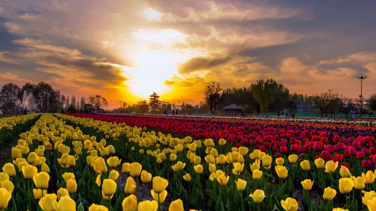 Tulip Garden